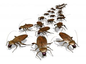 adelaide pest control