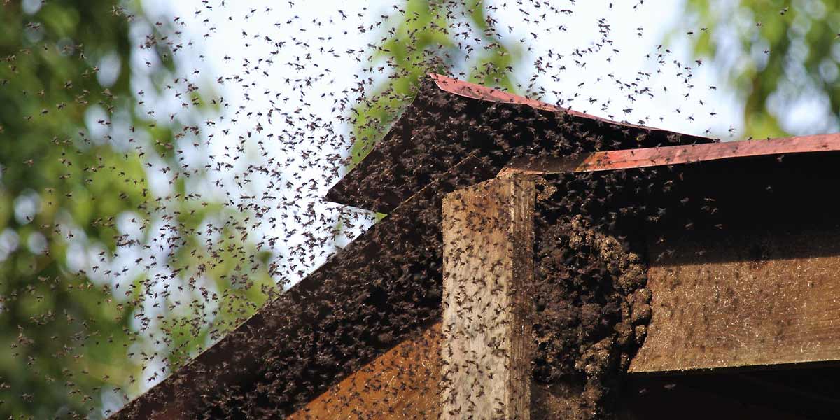 Bee control Adelaide